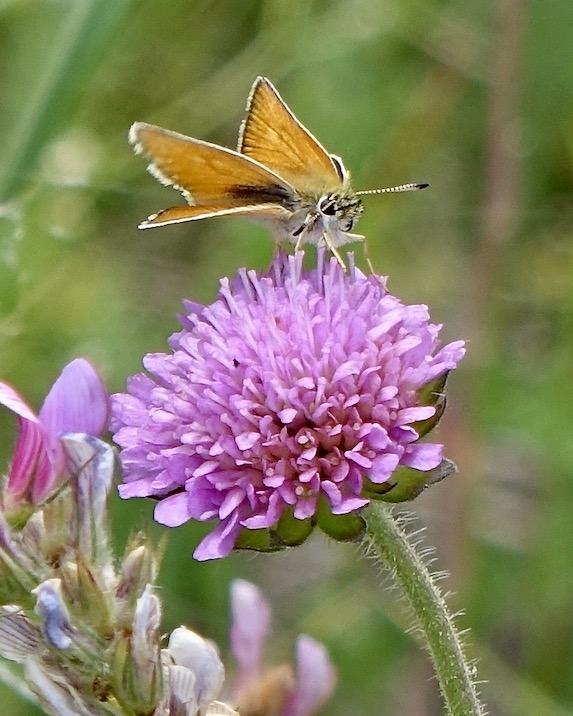 Essex skipper